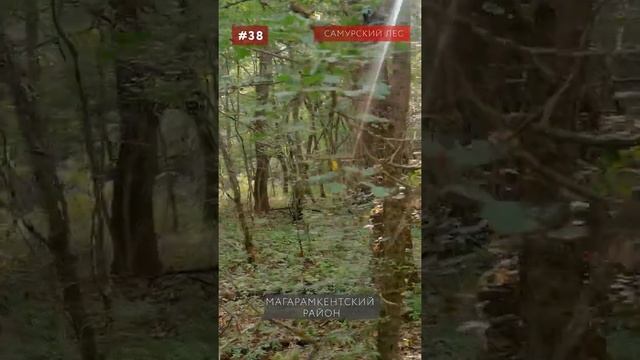 50 самых красивых мест Дагестана (c 40 по 36 место) #Shorts #Дагестан #Dagestan #Кавказ смотреть онлайн