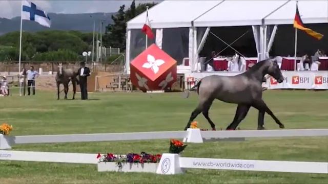 Coudelaria Luís Bastos Jurdãnea Champion of Champions Filly 2016 смотреть онлайн