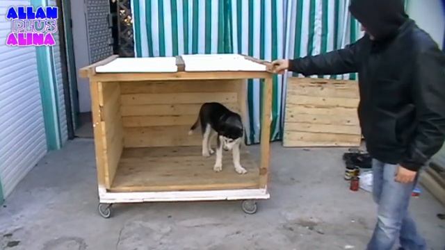 Будка для сибирской хаски / Dog house Husky 4-я часть смотреть онлайн