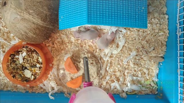 Хомячатам 11 дней. Впервые кушают кашку. Мама хомячиха жадина смотреть онлайн