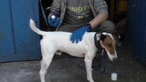 Как правильно наносить спрей от клещей на собаку