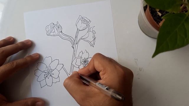 Comment dessiner la fleur Delphinium elatum смотреть онлайн