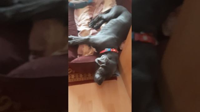 ума .голубой дог. храпит! смотреть онлайн