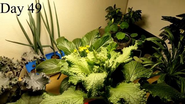 Growing Hydroponic Borage Indoors смотреть онлайн