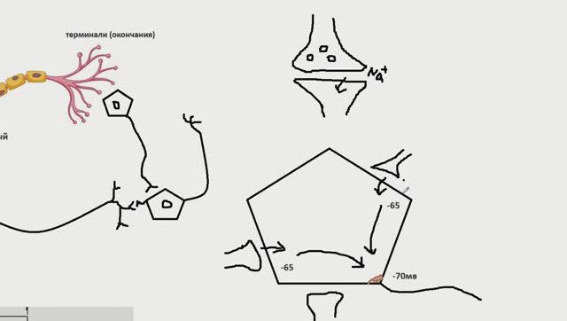 Межнейронные синапсы. Интегративная деятельность нейрона смотреть онлайн