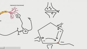 Межнейронные синапсы. Интегративная деятельность нейрона