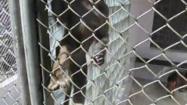 Обзор Сухумского Национального Обезьяньего Питомника (Часть 2) смотреть онлайн