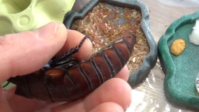 Les insectes #02 Les blattes souffleuses de Madagascar! (Gromphadorhina Oblongonata) смотреть онлайн