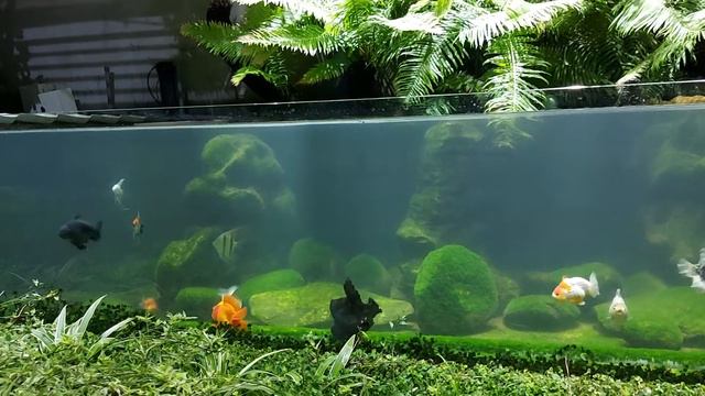 Đừng yêu em nhé ! @Saigon goldfish club смотреть онлайн
