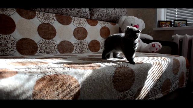 Смешной и игривый Боня. (шотландский вислоухий) смотреть онлайн