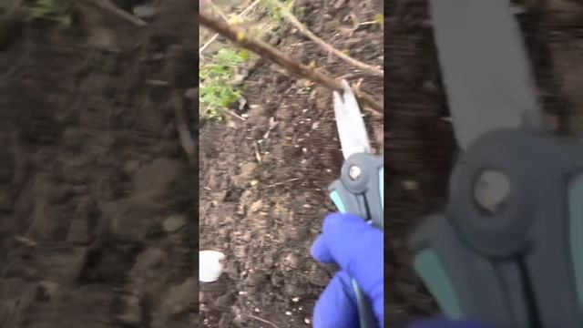 Обрезка гортензии литл лайм смотреть онлайн