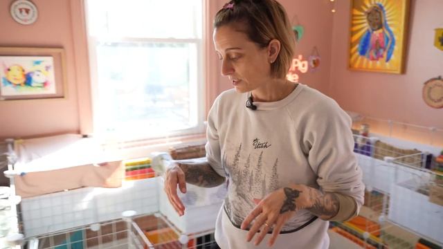 Guinea Pig Daily Routine | 10 PIGS ?? смотреть онлайн