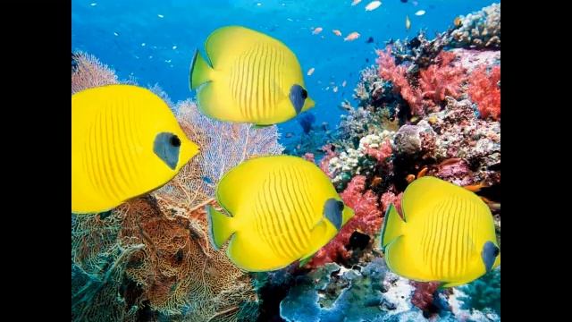 Обитатели коралловых рифов!.flv смотреть онлайн