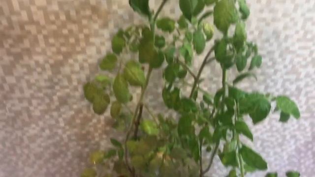 Помидоры на подоконнике. Гигантские. Опыт выращивания. смотреть онлайн