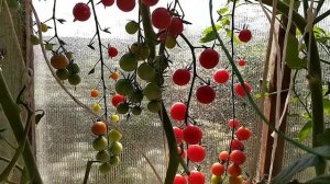 Томат "Черри - Краса - Длинная Коса" моё личное мнение об этом томате.