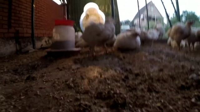 КУРЫ БРОЙЛЕРЫ КОББ 500// 39 сутки// 3 КГ смотреть онлайн