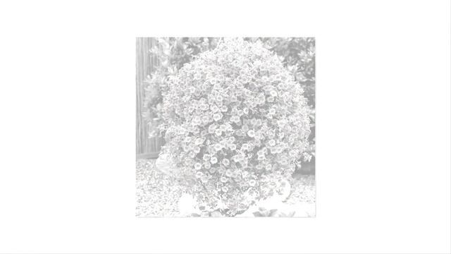 Цветной куст Петунии украсит дачный участок смотреть онлайн