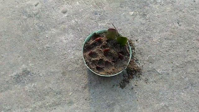 Propagate Christmas Cactus|Thanks Giving Cactus from Cutting || Get 100% Success ||| смотреть онлайн