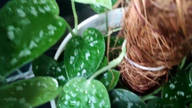 my scindapsus collection смотреть онлайн