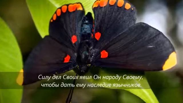 Псалом 110 Дело ГОСПОДА слава и красота! смотреть онлайн