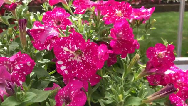 Petunia Babydoll смотреть онлайн