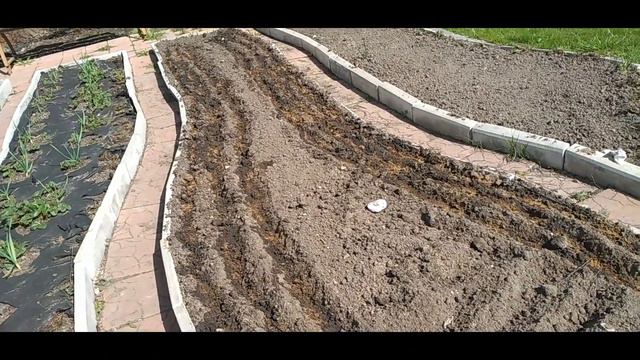 Морковь посев моим самым надежным способом смотреть онлайн