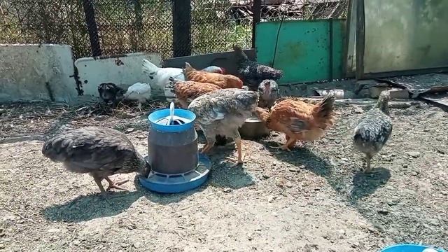 Состав ЗЕРНОСМЕСИ для ЦЫПЛЯТ. Я кормлю так, как мне удобно, чтоб цыплята росли быстро и здоровыми!! смотреть онлайн