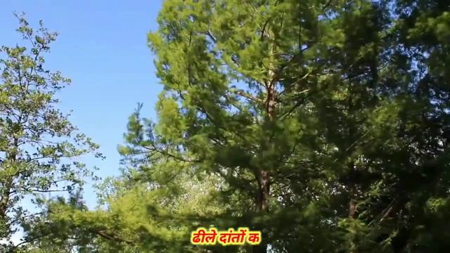 Acacia Tree full detail video/ जाने बबूल के बारे मे पूरी जानकारी सिर्फ 2 मिनट में смотреть онлайн