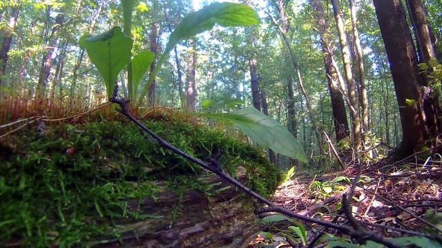 Релакс видео для фона HD. Красивый лес. Течение горного ручья. Успокаивающая музыка для сна. смотреть онлайн