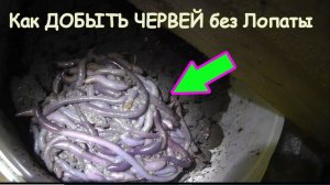 КАК ДОБЫТЬ ЧЕРВЕЙ БЕЗ ЛОПАТЫ для рыбалки. Ночная охота на Выползков после дождя