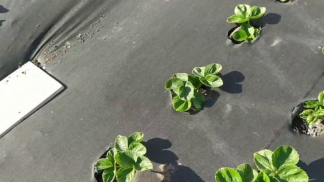 Обзор маточника клубники после зачистки сентябрьская посадка