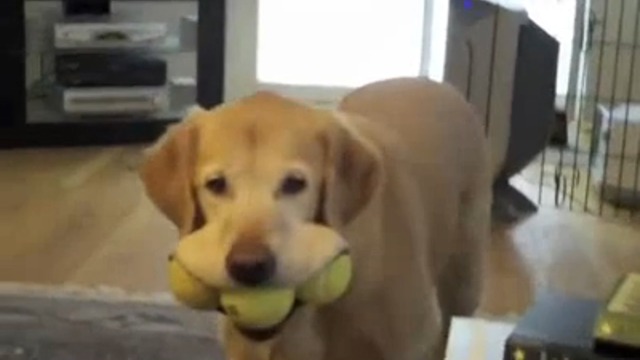 Собака – с-мячами-улыбака смотреть онлайн