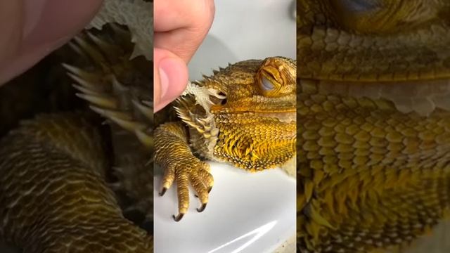 Бородатый дракон полинял! смотреть онлайн