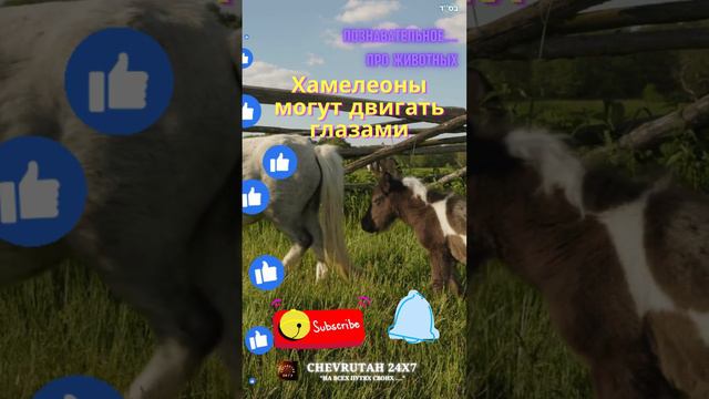 Удивительное про животных #1 смотреть онлайн