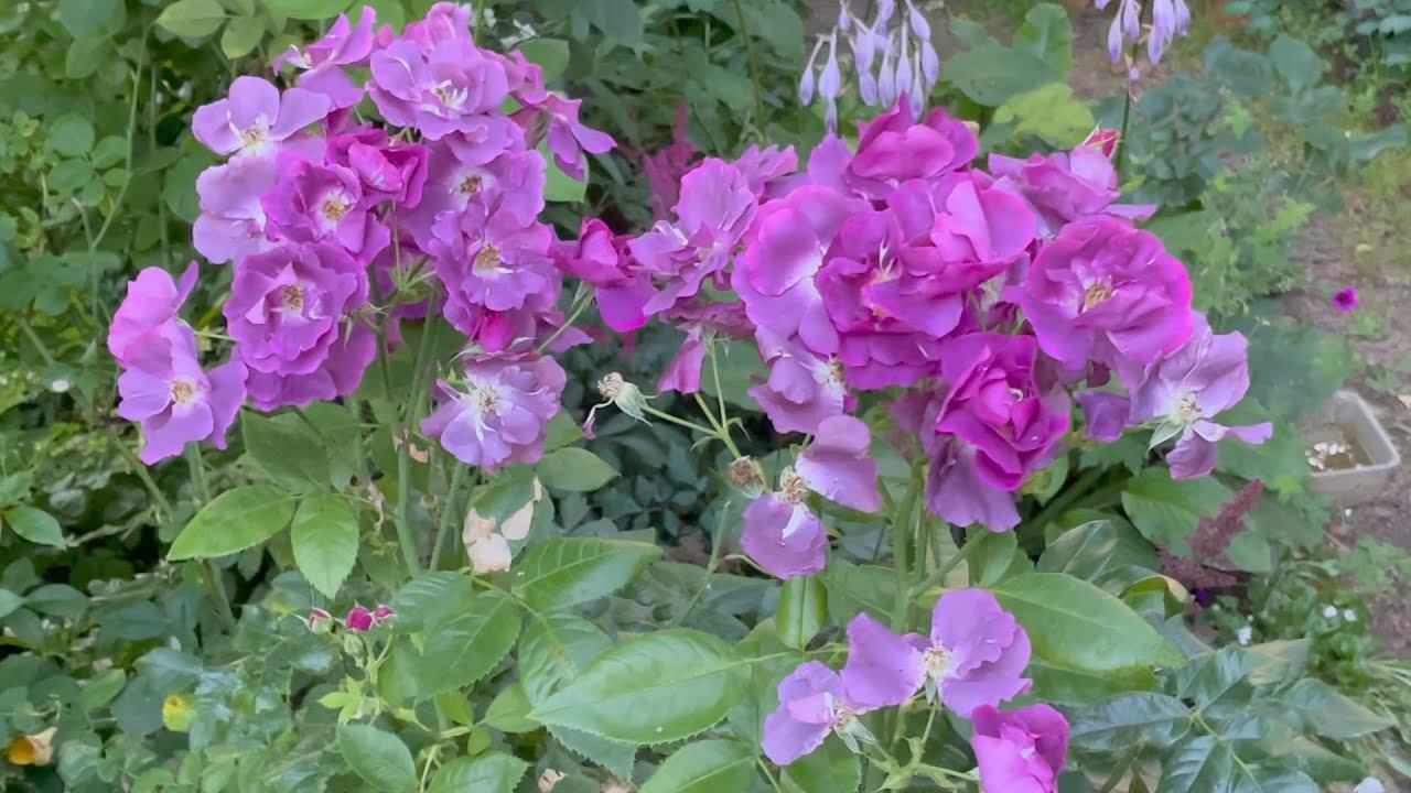 Август в Саду 1 августа 2023 часть 3