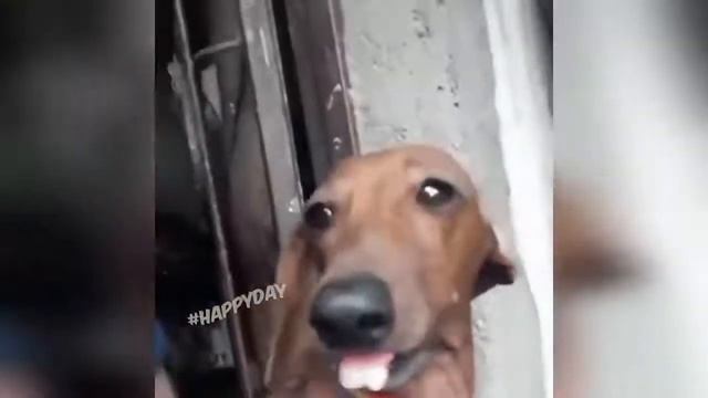 СМЕШНЫЕ КОШКИ 2021 И ДРУГИЕ ЖИВОТНЫЕ 14 МИНУТ СМЕХА СМЕШНЫЕ ЖИВОТНЫЕ 2021 ЛУЧШИЕ ПРИКОЛЫ С КОТАМИ смотреть онлайн