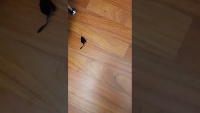 #тайская #кот #cat #рекомендации #отдых #охота смотреть онлайн