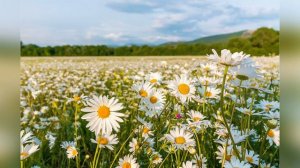 Раз ромашка, два ромашка, три ...