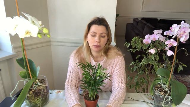 ХАМЕДОРЕЯ | УХОД В ДОМАШНИХ УСЛОВИЯХ смотреть онлайн