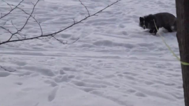 Прогулки с домашней лисой. смотреть онлайн