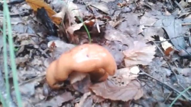 Tricholoma fulvum - Рядовка жёлто-бурая смотреть онлайн