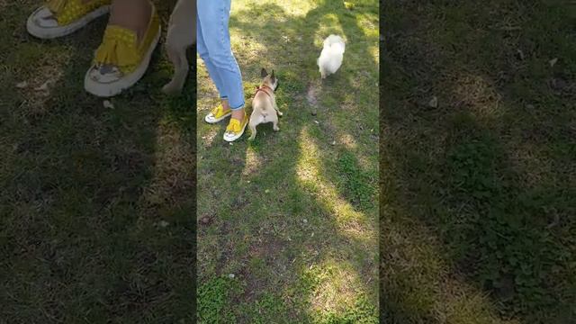 Французский бульдог Масяня и шпиц смотреть онлайн