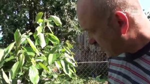 Как вырастить черешню.Формировка по типу Австралийский куст