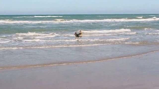 Crazy dog in blokhus (denmark) - Canon EOS 650 Video смотреть онлайн