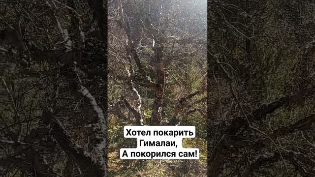 Гималаи. Ганготри. 4150 м. смотреть онлайн