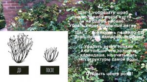 Розы в саду 2024. Как правильно обрезать розы. Мастер класс от Дэвида Остина. Весенняя обрезка роз.