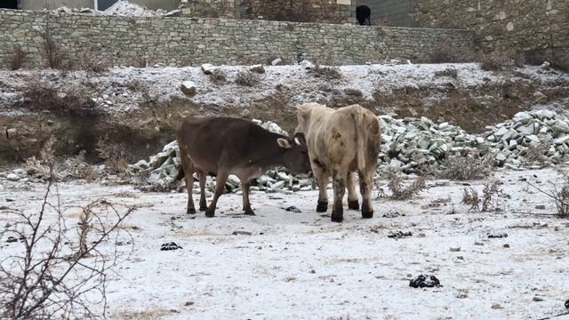 Как огромные быки покрывают коров горной породы смотреть онлайн