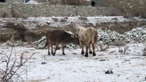 Как огромные быки покрывают коров горной породы