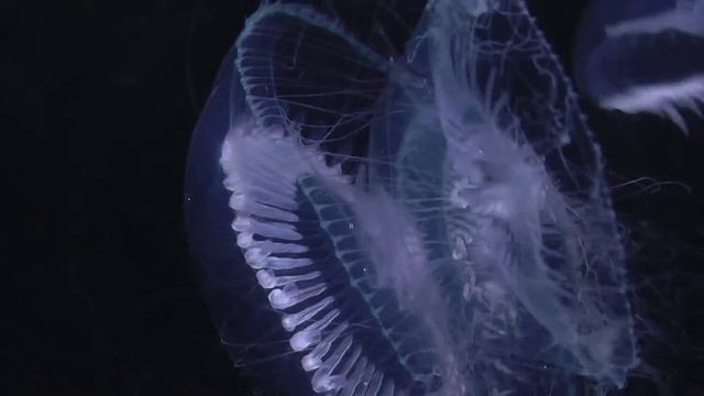 Young Aequorea victoria.(With sound) смотреть онлайн