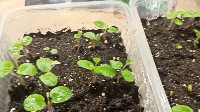 Высеваю пеларгонии. Немного о том как развиваются растения в моей зимней теплице. смотреть онлайн